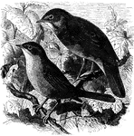 "In the first rank of the Warblers stands the Nightingale, celebrated all over the world for its song, which is superior, without any doubt, to that of any other bird."