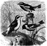 "The Stonechat generally forms itts nest under some furze-bush or other shrub, or among rank grass."Left: Wagtail.Top: Whinchat.Bottom-right: Stonechat.