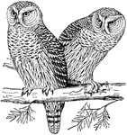 "The Hawk-Owl is especially well known in Canada. This bird goes as far south as Louisiana."