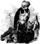 "The Harpy or Crested Eagle is the model species of the genus to which it belongs. It measures nearly five feet from the extremity of the head to that of the tail."