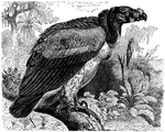 "The King-vulture is distinguished from the condor by the collar-ruff which surrounds the neck being slate-colored."