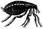 "The common Flea has an oval body, somewhat flattened, and covered with a rather horay skin."