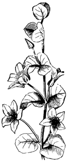 Axillary Flower | ClipArt ETC