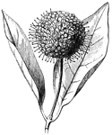 A head is a flower cluster with a short body, and without pedicles to the blossoms.