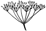 Racemes clustered in racemes, making a compound raceme, or umbel as in this Caraway.