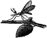 Gnats are a member of the <em>Culicidae</em> family. "They present a charming appearance when seen through a microscope."