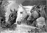 Three horses drinking water from a well.