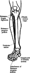 Front view of the muscles of the leg.