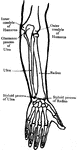 Front view of the bones of the forearm