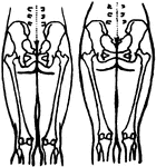 Diagram showing the position of the pelvic and thigh bones in back view in the male and female.