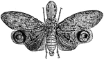"The Lantern-fly is found in large numbers in South America. This remarkable insect enjoys a great renown by a peculiarity which might be called its specialty - the property of shining by night or in the dark."