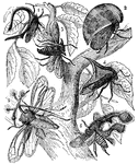 "In Florida, Guiana and Brazil is a small insect which a French naturalist calls 'le Petit Diable," which is French for 'the little devil.'"1. Hypsauchenia balista2. Membracis foliata3. Centrotus cornutus4. Umbonia spinosa5. Bocydium globulare6. Cyphonia furcata