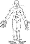 Front view of a man in the anatomical position. On one lateral half the parts are labeled in English, on the other in Latin. The right upper limb is drawn away from the trunk in the order to show the arm more fully than is possible when it hangs perpendicularly.