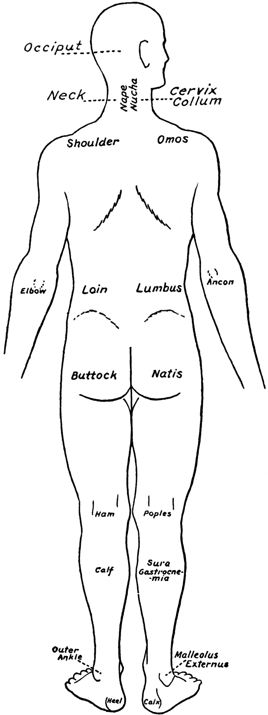 Back View of the Parts of the Human Body Labeled in English and Latin