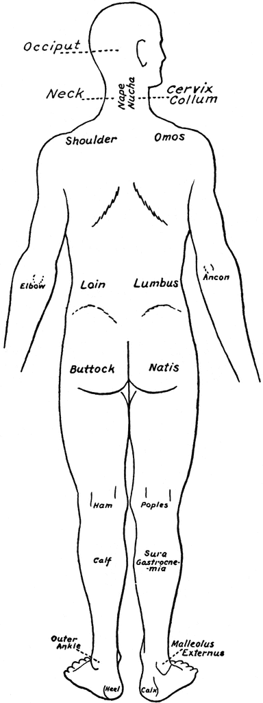 Back View of the Parts of the Human Body Labeled in English and Latin