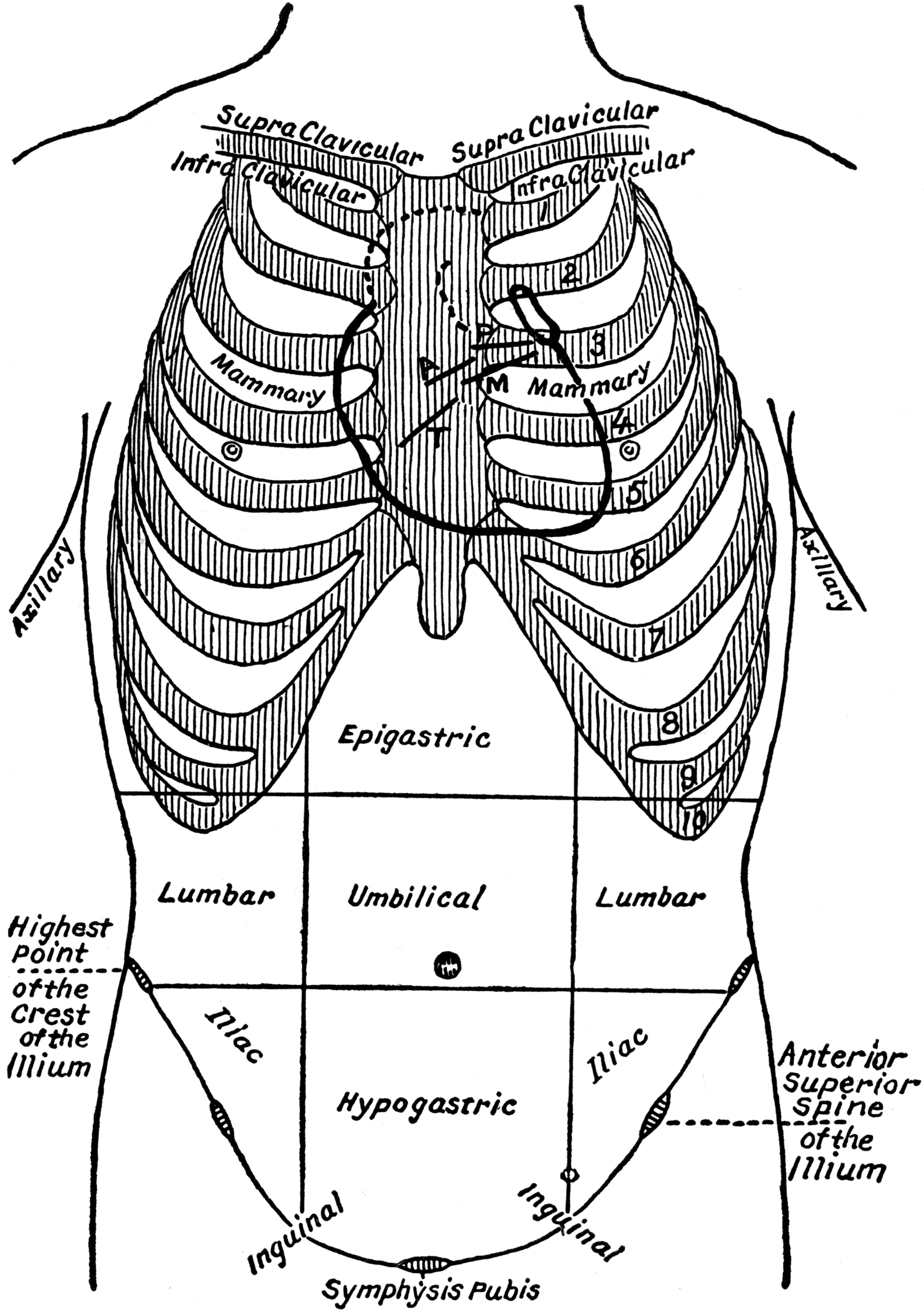 Thoracic And Abdominal Regions Clipart Etc