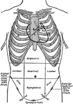 Diagram of the thoracic and abdominal regions. Labels: A, aortic valve; P, pulmonary valve; M, mitral valve; T, tricuspid valve.