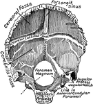 The occipital bone, viewed from above.