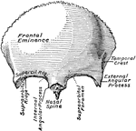 The frontal bone, seen from in front.
