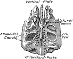 The ethmoid bone, seen from above.