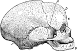Side view of a fetal skull. The coronal suture extends from the top of the head downwards on either side to the point E; the lambdoidal suture from the back forward, on either side to the point F. The sagittal suture is not shown, but is indicated by the upper margin of the illustration, beginning at the base of the nose, passing backward across the coronal suture (anterior fontanelle), and ending at the lambdoidal suture (posterior fontanelle).