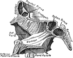 Sagittal section of face, a little to the left of the middle line, showing the vomer and its relations.