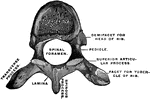 A thoracic vertebra, upper surface.