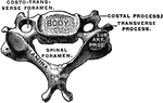 A cervical vertebra viewed from above.