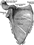 The right scapula, ventral view.