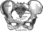 Female pelvis.