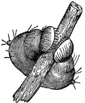Representation of "the two membranous legs of a large caterpillar, of which the hooks of the feet are fastened into the branch of a shrub."