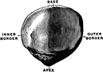 The right patella, dorsal surface.