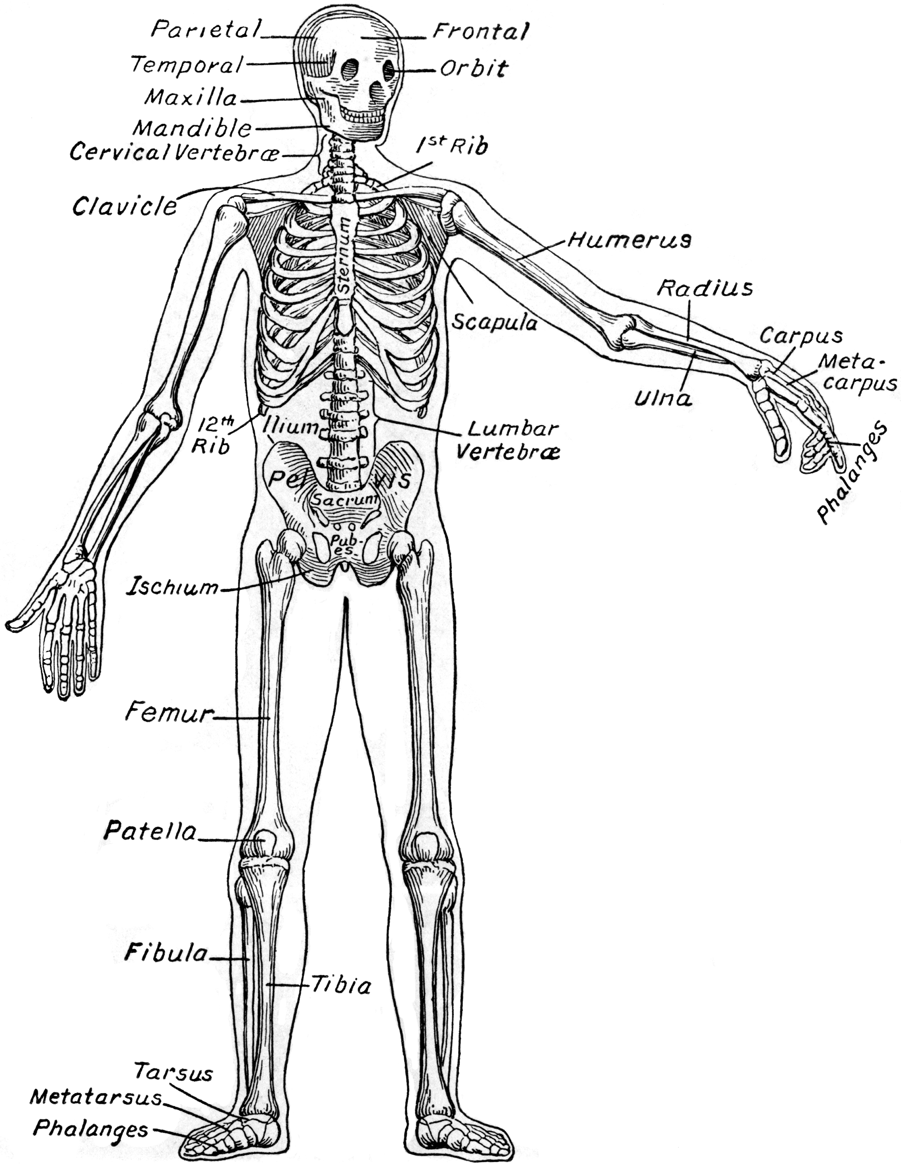human label skeletal structure