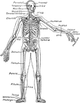 The human skeleton.