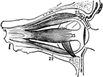 Muscles of the eyeball.