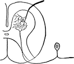 Scheme to show the connection between the neuron of the posterior root and the neuron of the anterior root.