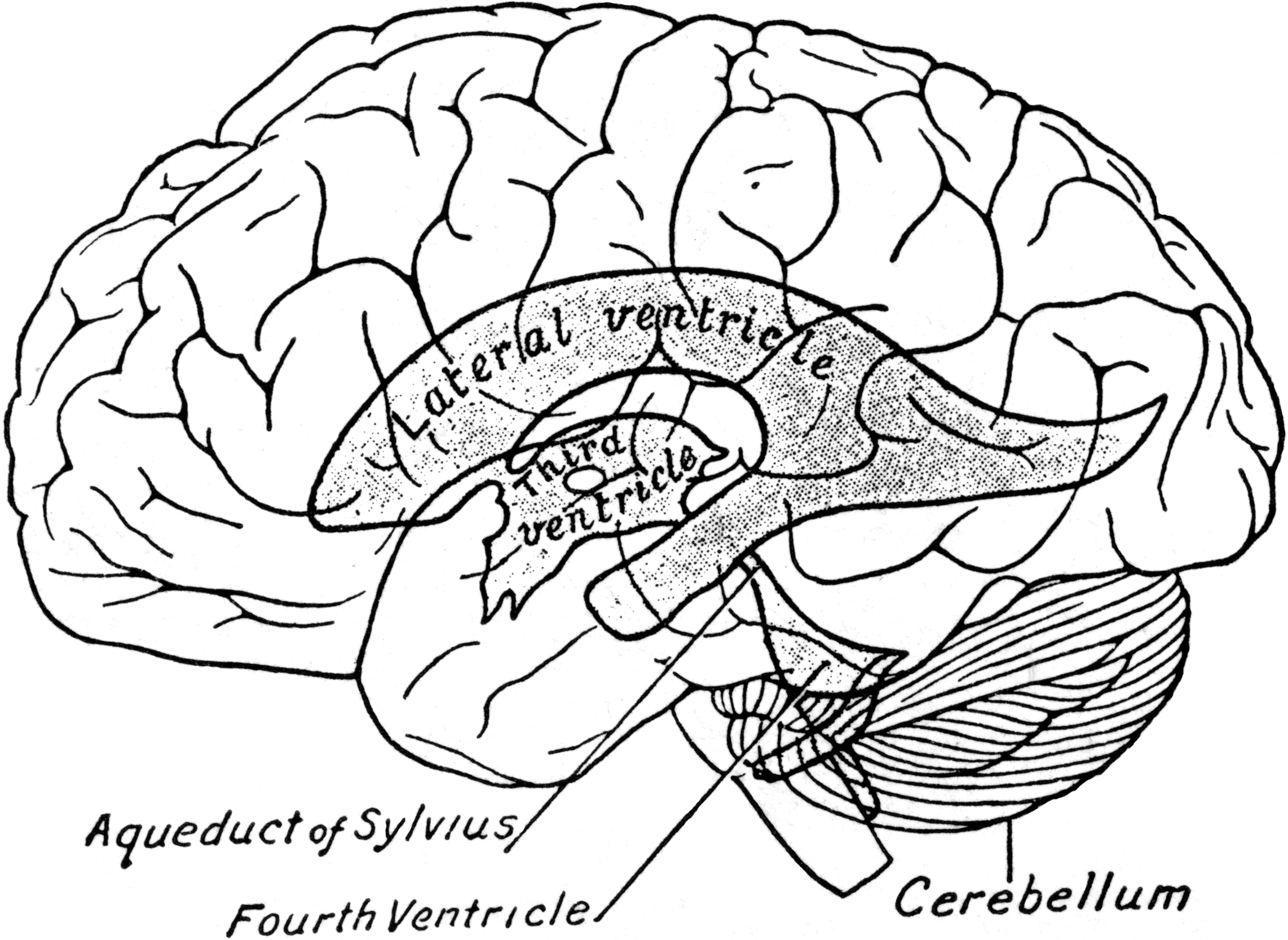 Brain 49. Мозг рисунок линиями. Ventricles of the Brain. Нарисовать мозг с тараканами.
