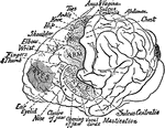 Location of the motor areas in the brain of a chimpanzee. The extent of the motor area is indicated by stippling; it lies entirely in from of the fissure of Rolando (sulcus centralis). Much of the motor area is hidden in the sulci. The regions marked eyes indicated the area whose stimulation gives conjugate movements of the eyeballs. It is doubtful however, whether these represent motor areas proper.