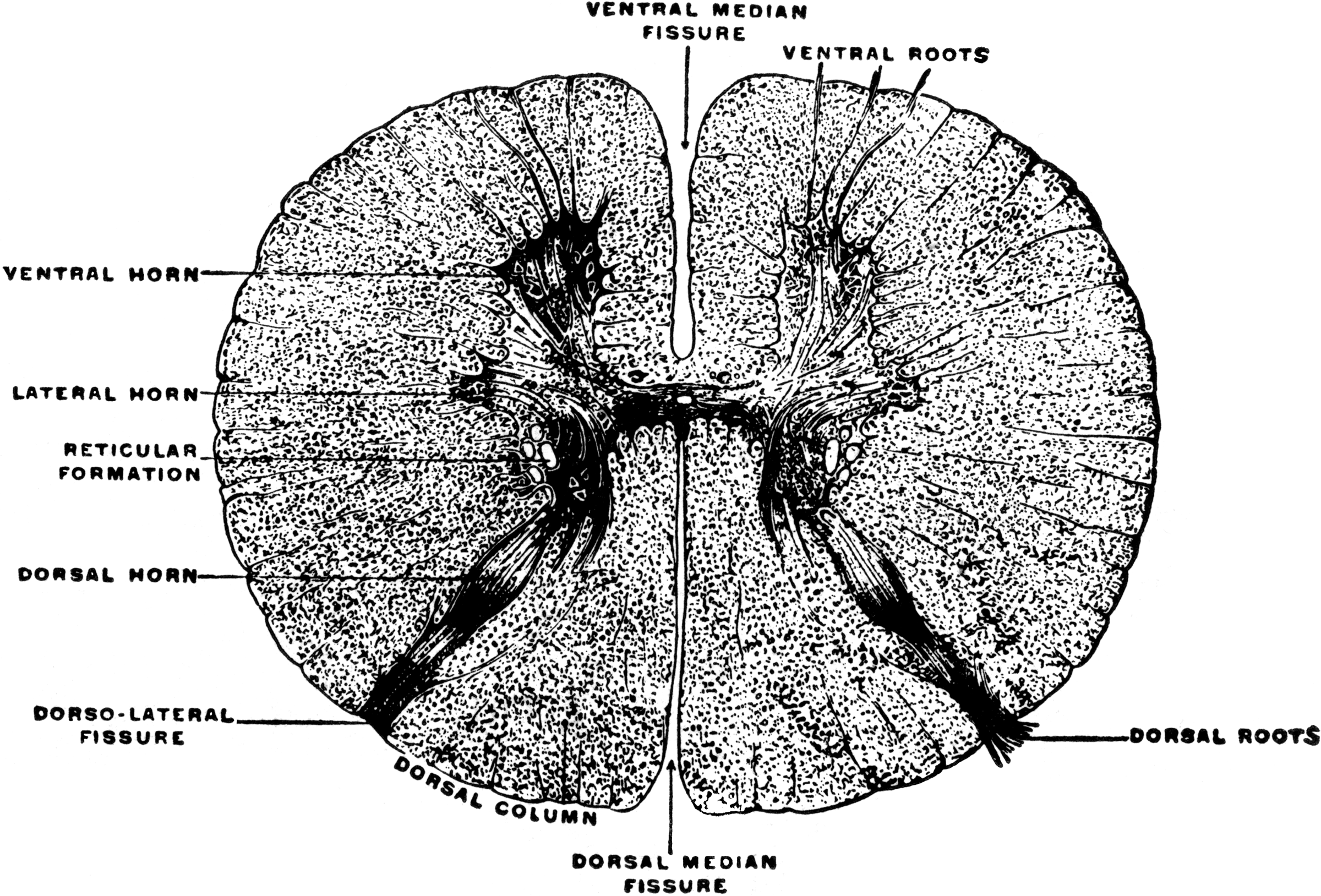 Transverse Section of the Spinal Cord