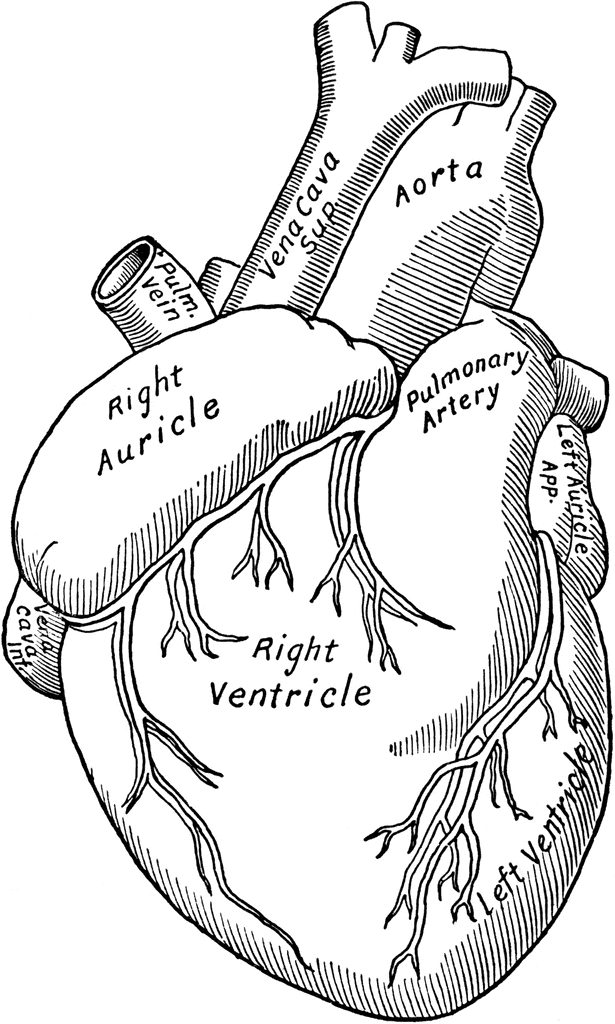Front View of the Heart | ClipArt ETC