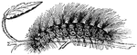 "The caterpillar of the Tiger-moth, or Woolly-bear, is covered with long, inclined hairs, which it uses in the same manner as has been described above."