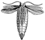 "In this early state one recognizes the head, which is then resting on the thorax; the two eyes and the antennae, which are brought forward like two ribbons; the wings are also brought over the thorax, but these are separated artificially in the drawing we have given; and lastly, in the space left between the wings, the six legs and the body of the insect."