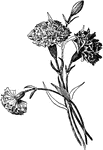 "Carnations modeled from tissue-paper.' -Beard 1906