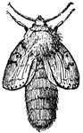 "Represents a moth at the moment in which it has just emerged from the pupa. At the end of a short period the wings become developed, only they are wrinkled."