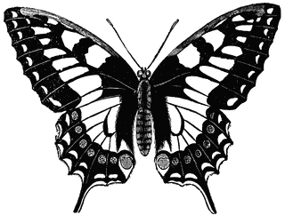 Swallow Tailed Butterfly (Papilio Machaon) | ClipArt ETC