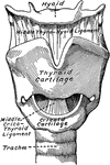 Laryngeal cartilages and ligaments from in front.