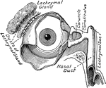 The lachrymal apparatus of the right eye.
