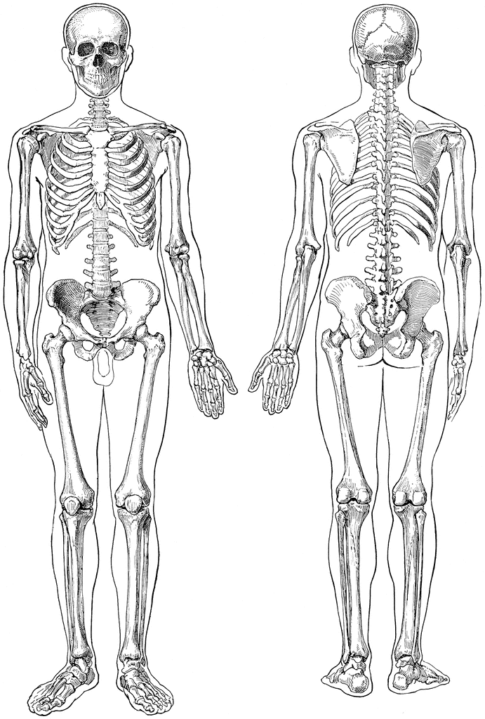 Unlabeled Blank Skeleton Diagram Front And Back Data Diagram Medis