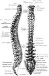 Lateral and posterior views of the vertebral column.