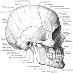 Skull and mandible, lateral view.